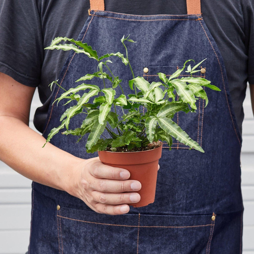 
                      
                        lily & onyx Pteris Cretica 'Albo Fern' Houseplant
                      
                    