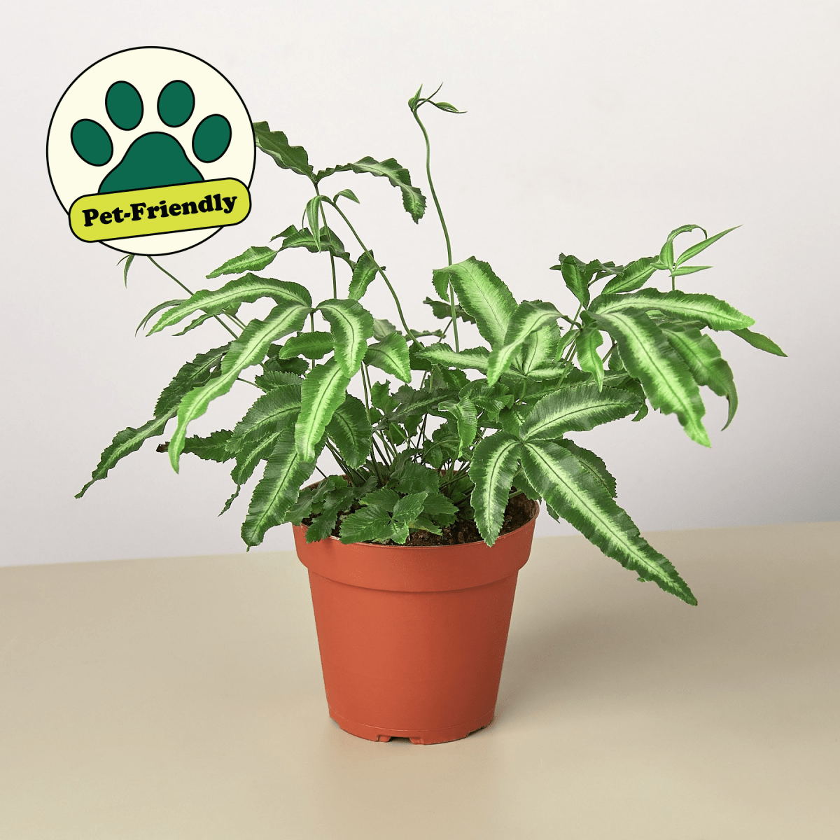 lily & onyx Pteris Cretica 'Albo Fern' Houseplant