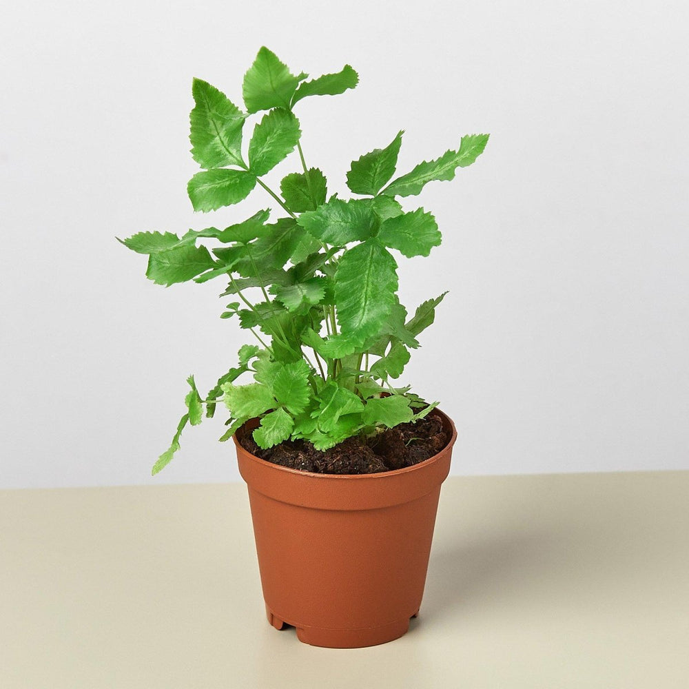 
                      
                        lily & onyx Pteris Cretica 'Albo Fern' Houseplant
                      
                    