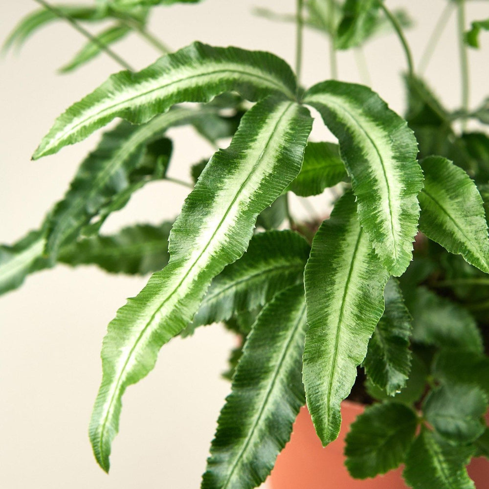 lily & onyx Pteris Cretica 'Albo Fern' Houseplant