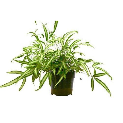 
                      
                        lily & onyx Pteris Cretica 'Albo Fern' Houseplant
                      
                    