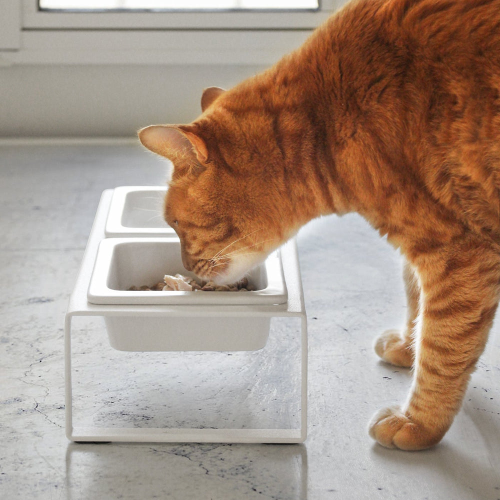 
                      
                        Pet Food Bowl
                      
                    