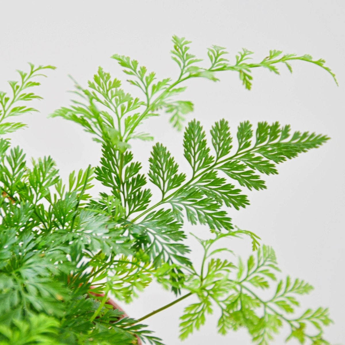 lily & onyx Rabbit's Foot Fern Houseplant