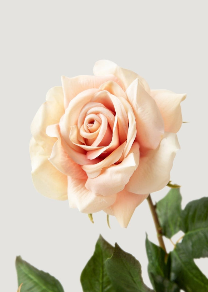 Afloral Real Touch Artificial Duchess Rose in Peach Dust - 20" - lily & onyx