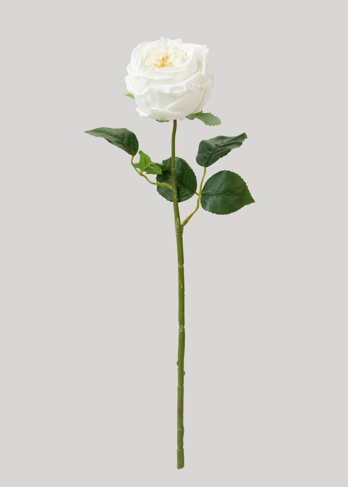 Afloral Real Touch Austin Cabbage Rose in White - 17" - lily & onyx