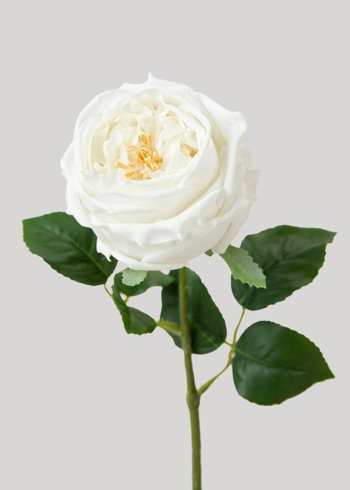 Afloral Real Touch Austin Cabbage Rose in White - 17" - lily & onyx