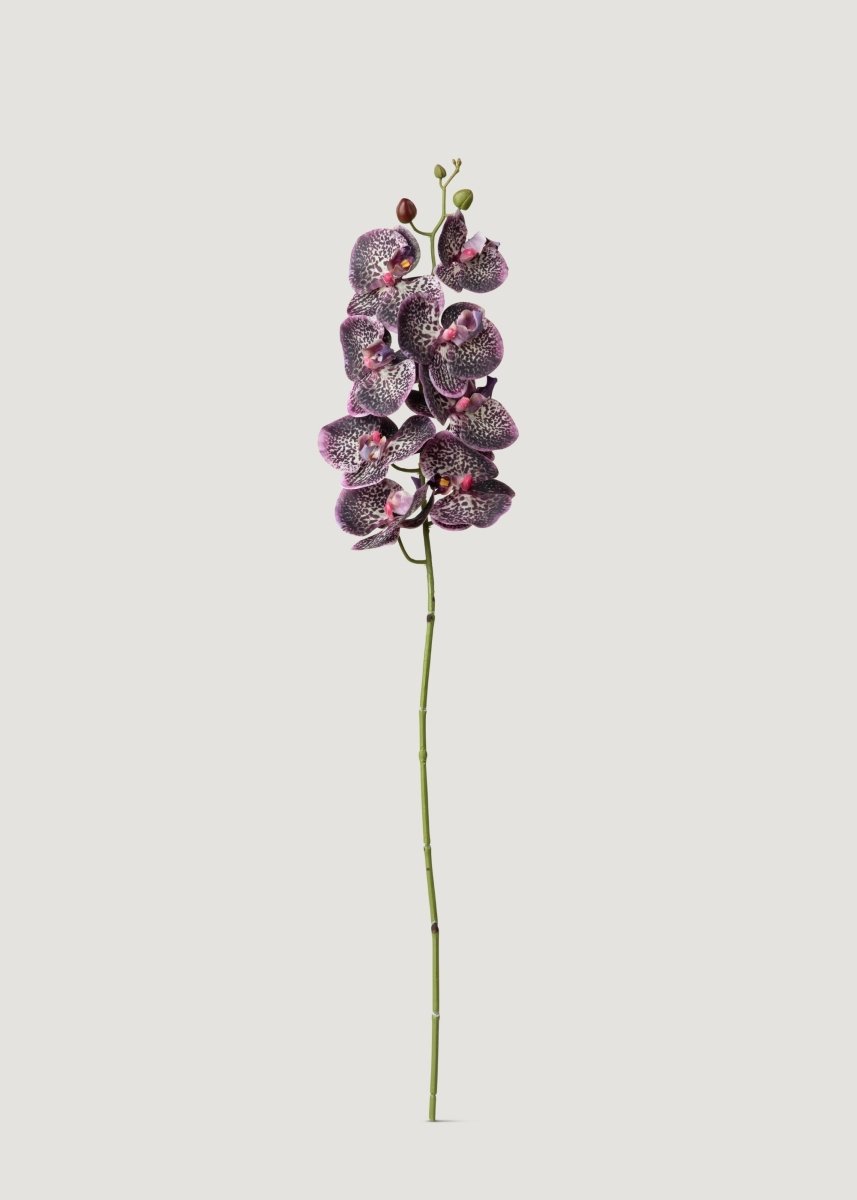 Afloral Real Touch Phalaenopsis Orchid in Plum - 35" - lily & onyx