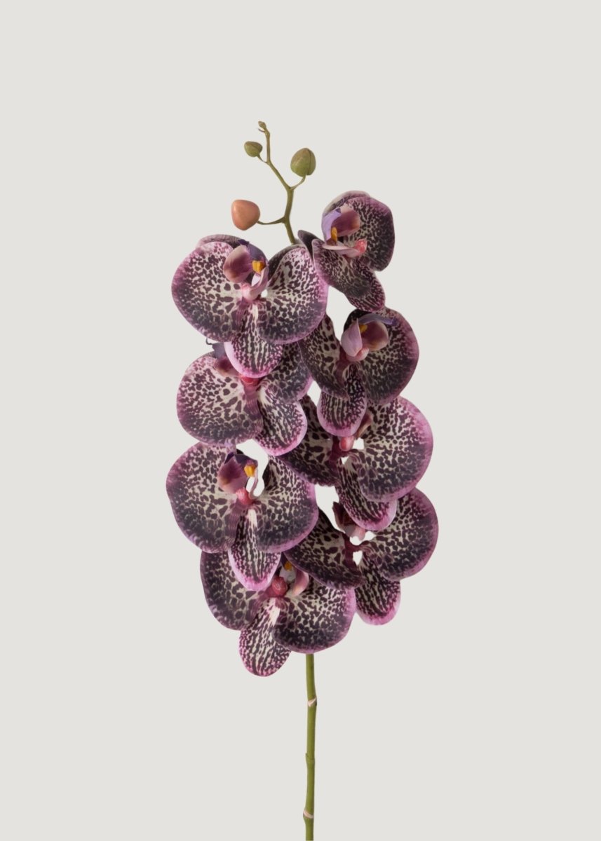 Afloral Real Touch Phalaenopsis Orchid in Plum - 35" - lily & onyx