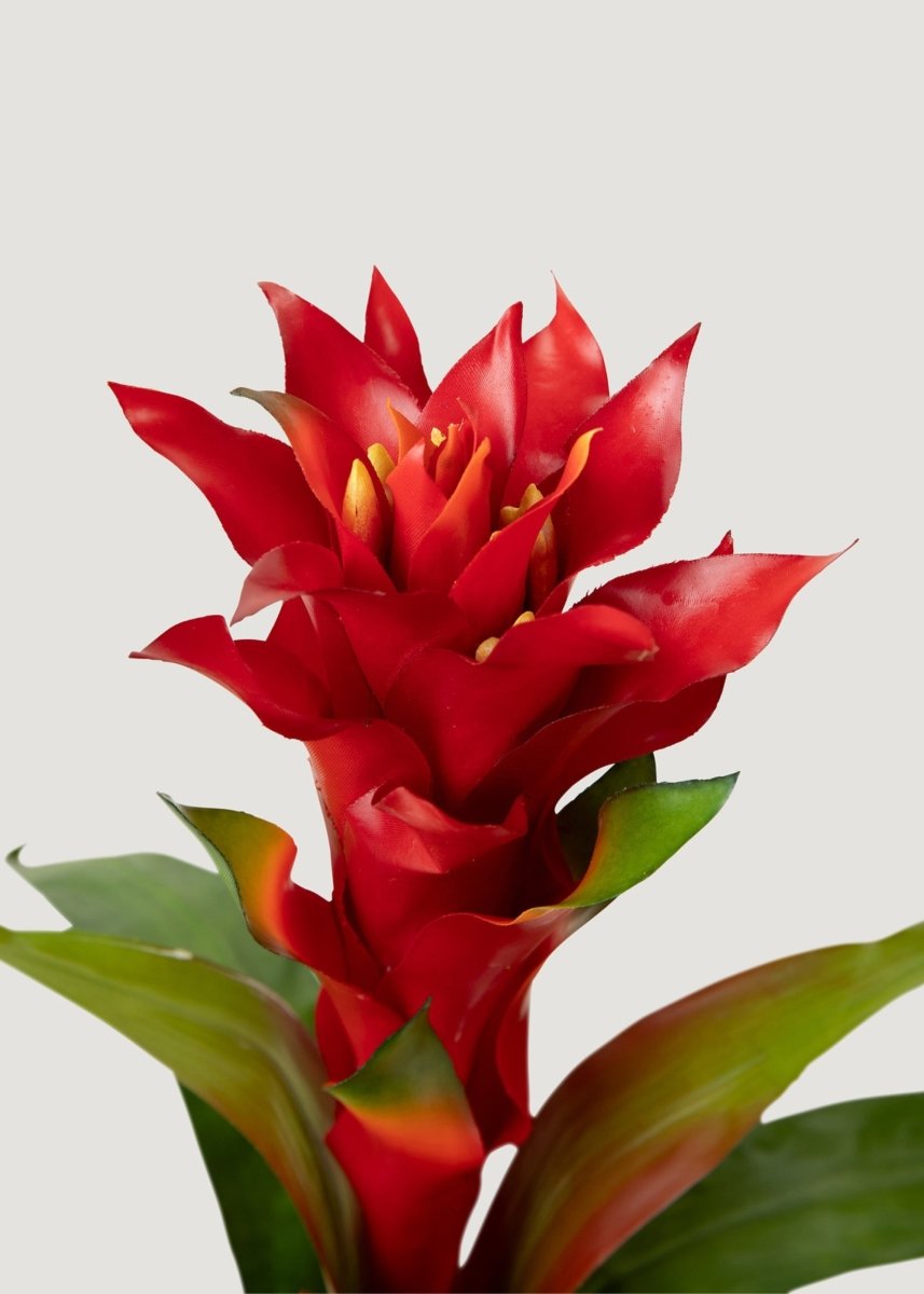 Afloral Red Artificial Bromeliad Tropical Plant - 20" - lily & onyx