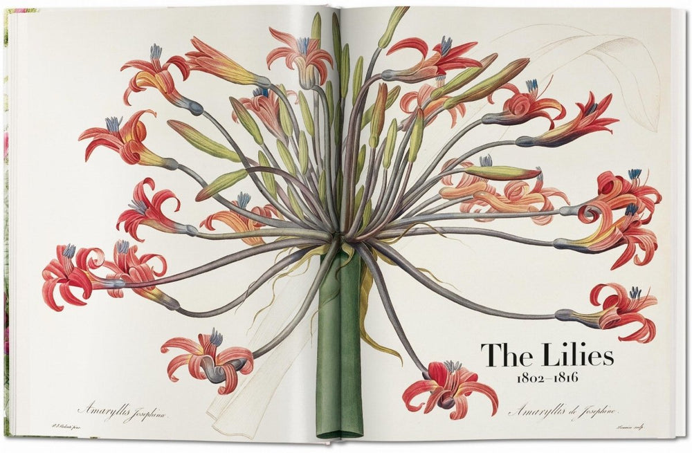 
                      
                        TASCHEN Redouté. El libro de las flores (Spanish, English, Italian) - lily & onyx
                      
                    