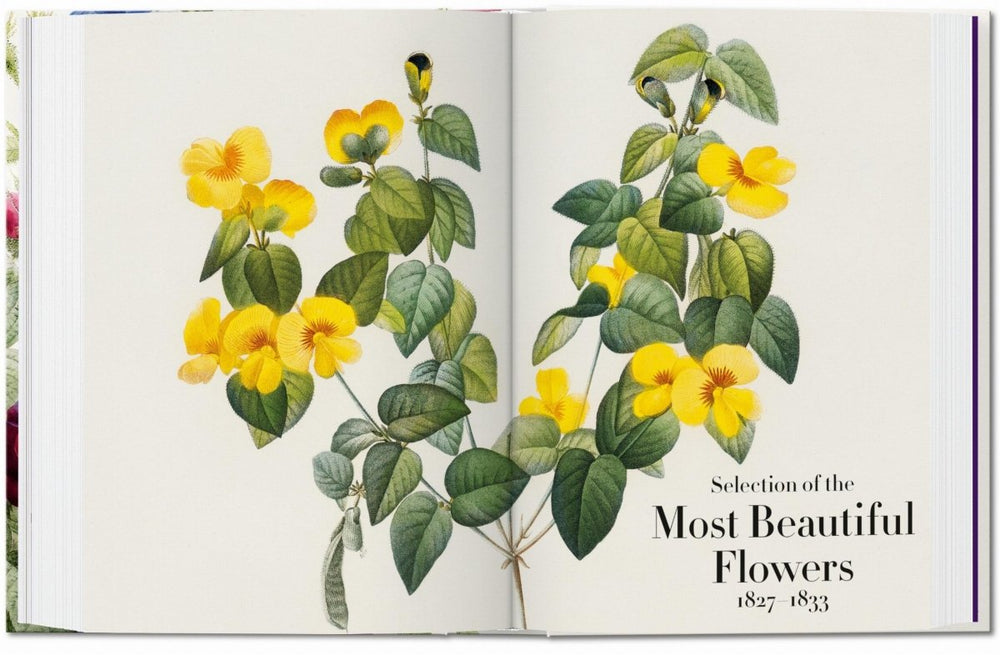 
                      
                        TASCHEN Redouté. The Book of Flowers. 40th Ed. (German, French, English)
                      
                    