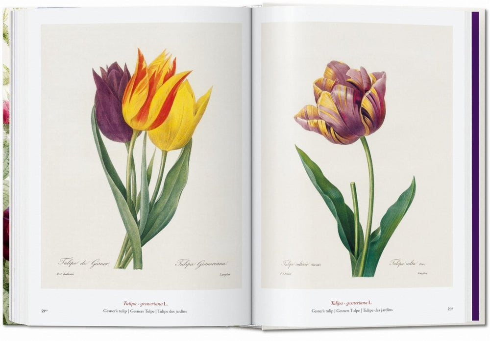 
                      
                        TASCHEN Redouté. The Book of Flowers. 40th Ed. (German, French, English)
                      
                    
