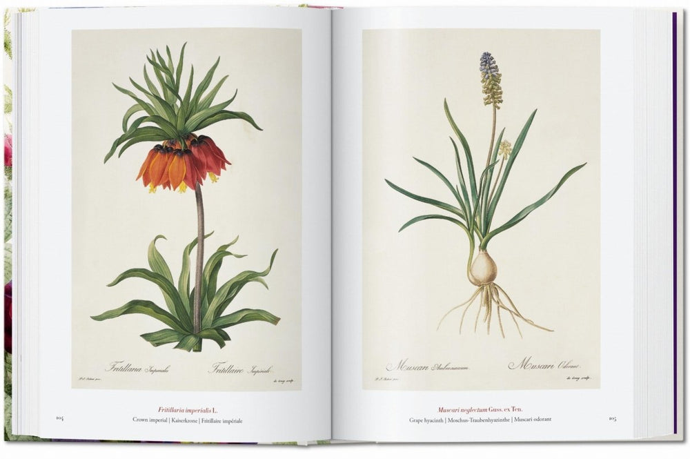 
                      
                        TASCHEN Redouté. The Book of Flowers. 40th Ed. (German, French, English) - lily & onyx
                      
                    