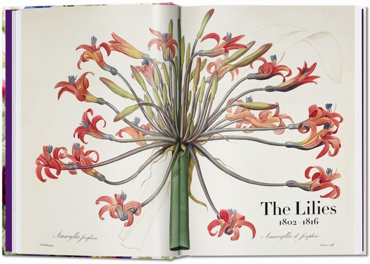 TASCHEN Redouté. The Book of Flowers. 40th Ed. (German, French, English) - lily & onyx