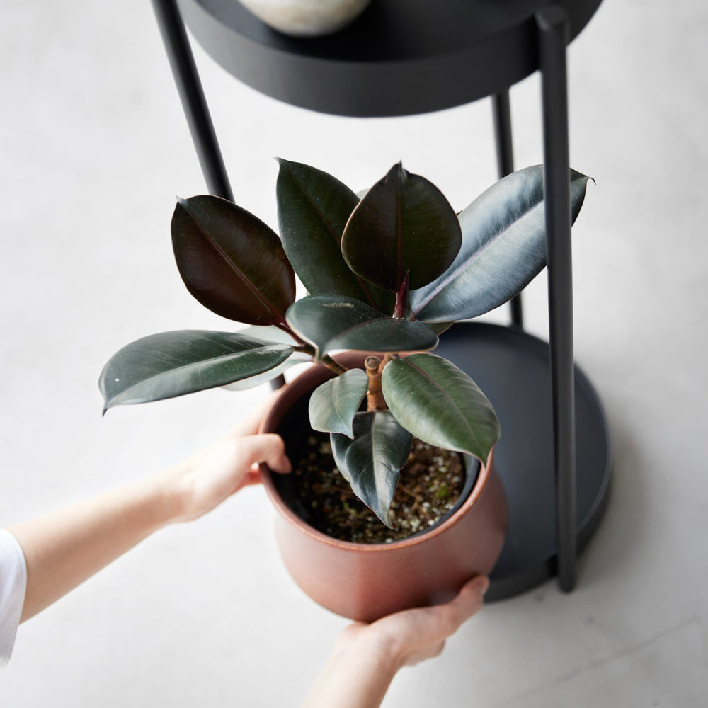 
                      
                        Two-Tier Rolling Plant Stand, 28" H  - Steel
                      
                    