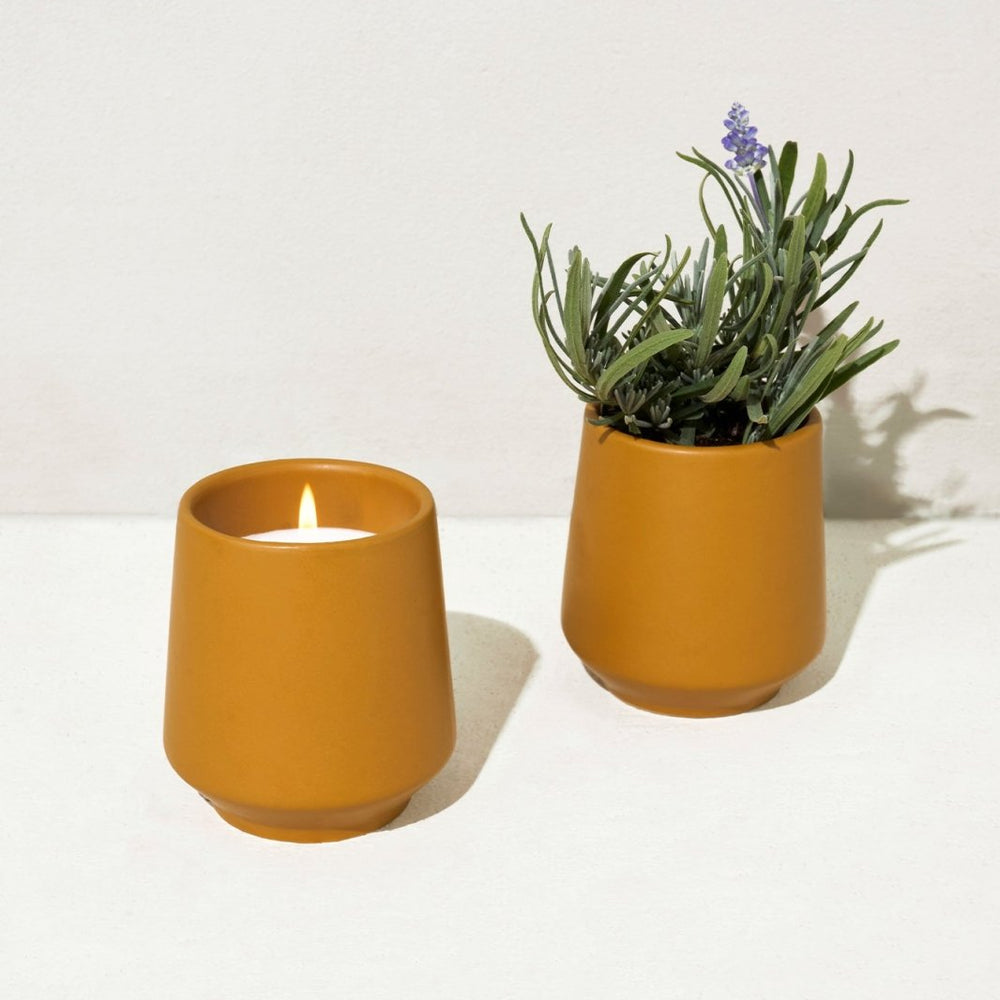 
                      
                        Modern Sprout Rooted Candles - lily & onyx
                      
                    
