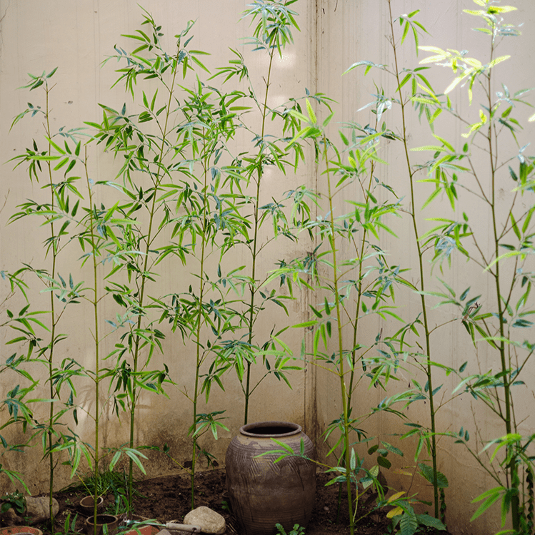 Rustic Reach Artificial Bamboo Stems 10 - Pack - Realistic Green Plastic 55 - 86"