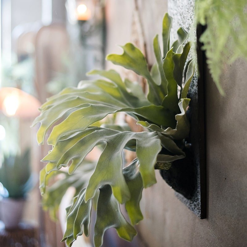 Rustic Reach Artificial Staghorn Fern Wall Mount - Wood Board Hemp Rope Hanging