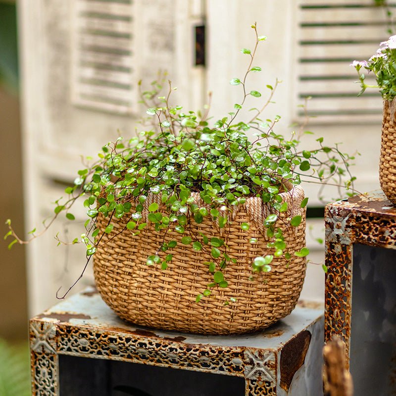 Rustic Reach Lady Straw Basket Cement Planter