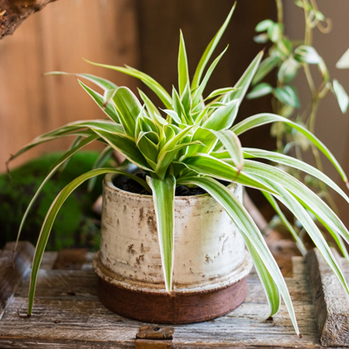 Rustic Reach Restoration Ceramic Planter Vase