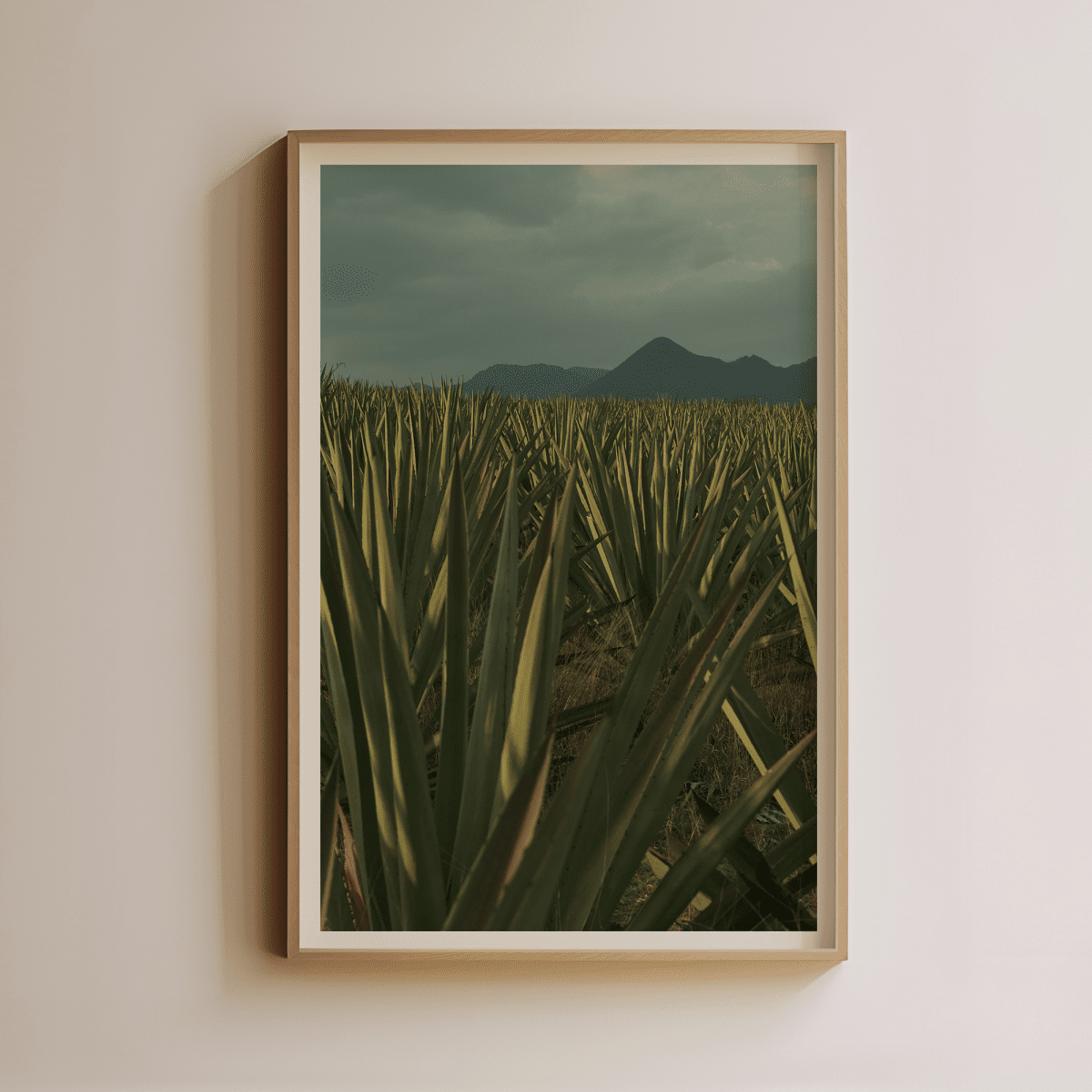 Sandgrain Studio Agave Field at Dusk Art Print - Moody Desert Landscape Photography
