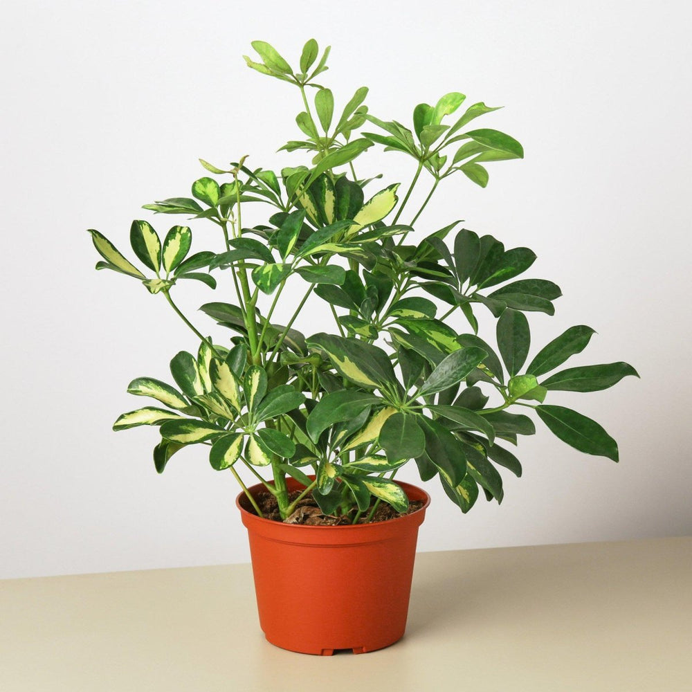 
                      
                        lily & onyx Schefflera 'Variegated' Houseplant
                      
                    