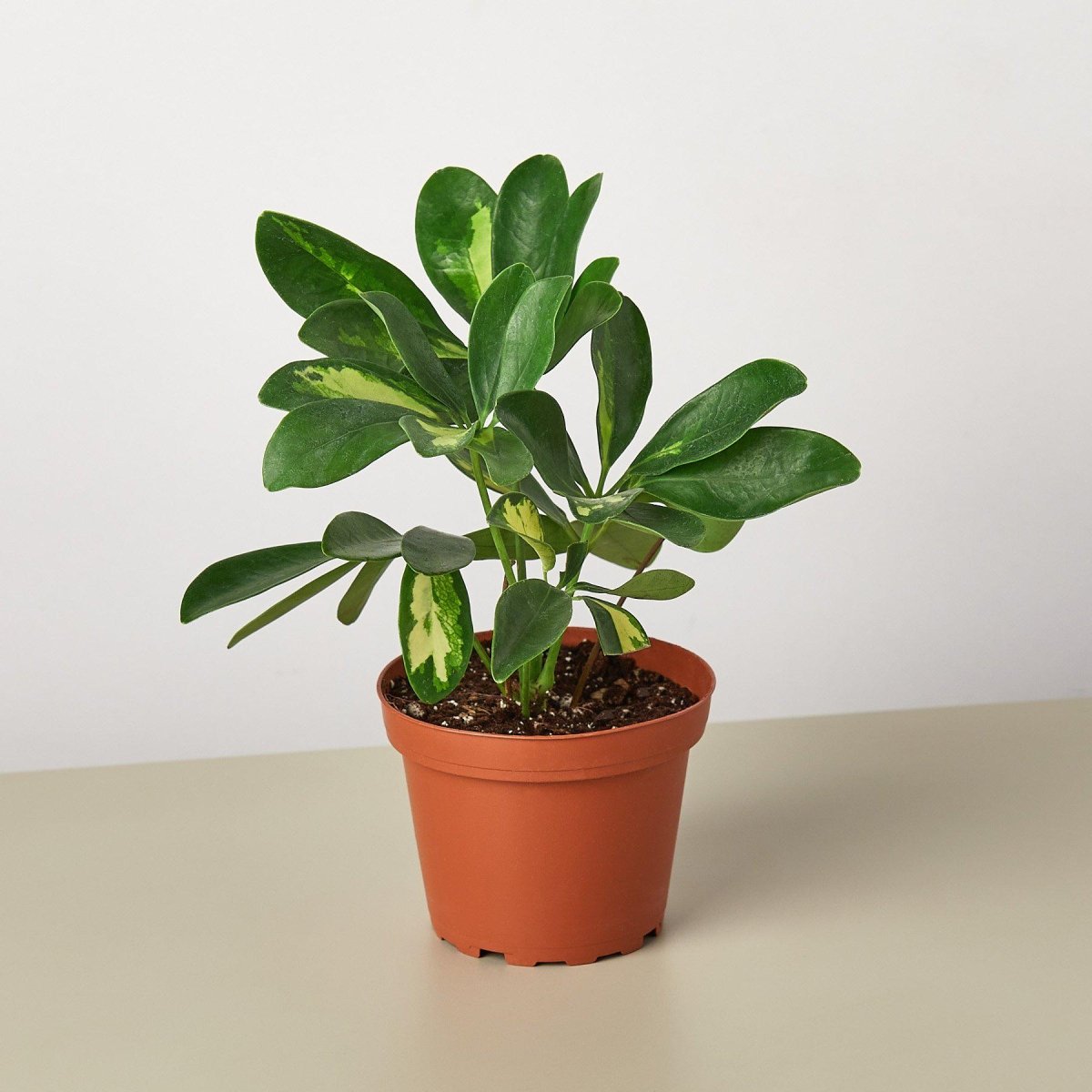 lily & onyx Schefflera 'Variegated' Houseplant