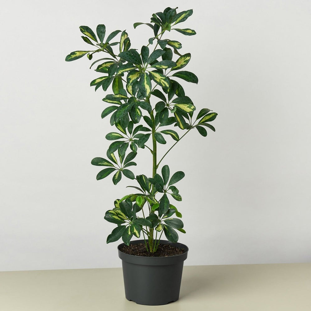 
                      
                        lily & onyx Schefflera 'Variegated' Houseplant
                      
                    