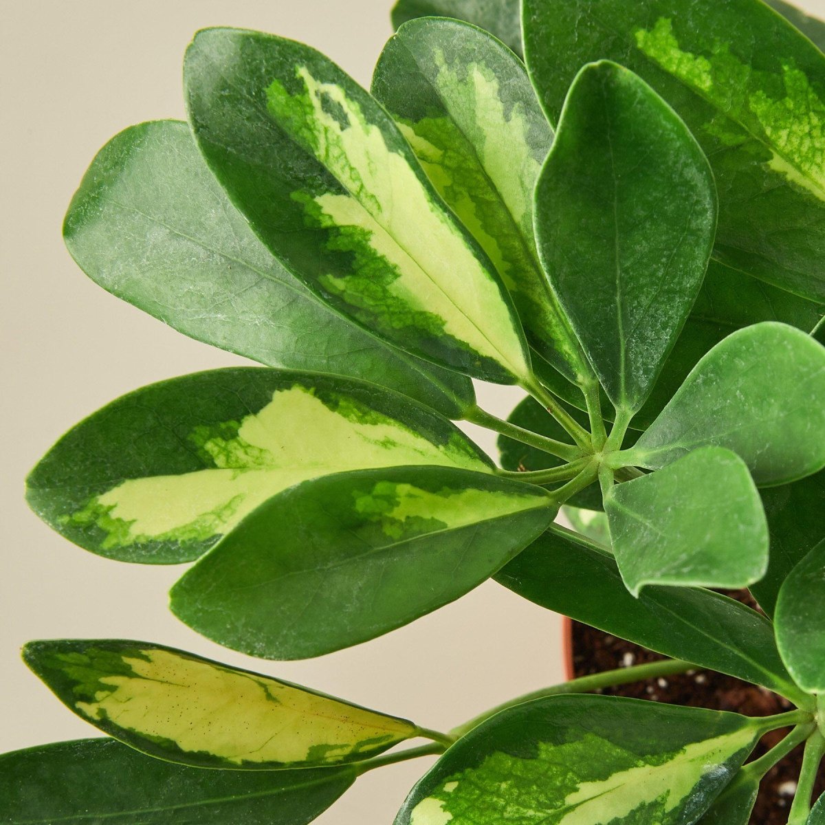 lily & onyx Schefflera 'Variegated' Houseplant