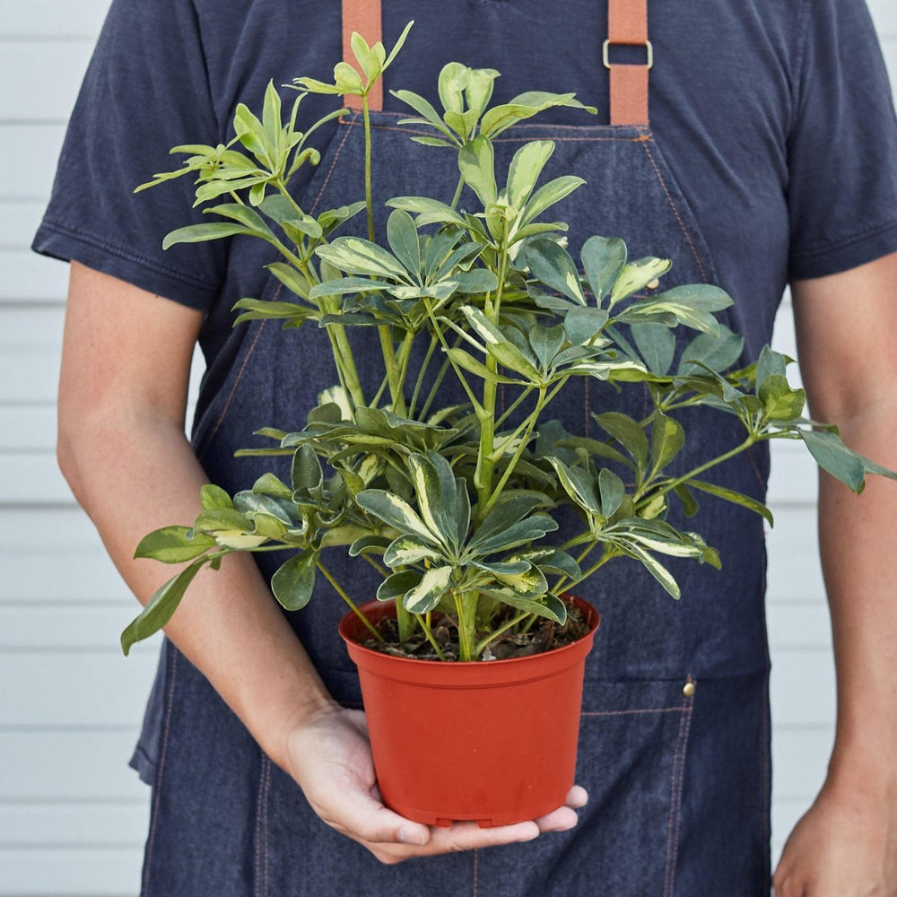 
                      
                        lily & onyx Schefflera 'Variegated' Houseplant
                      
                    