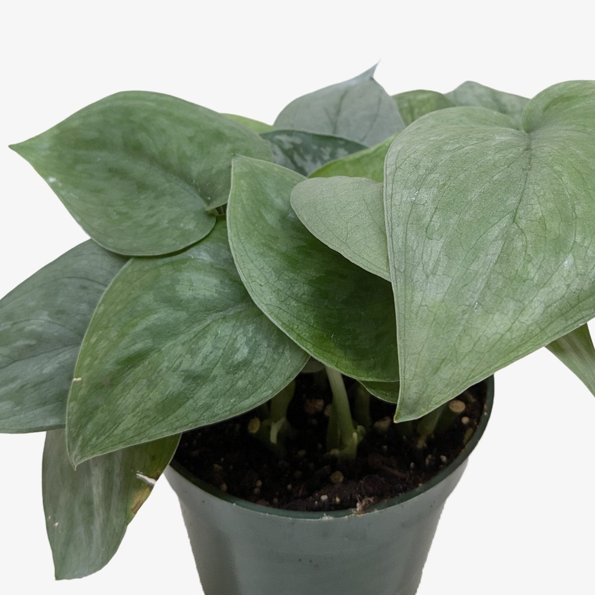 lily & onyx Scindapsus Platinum Java Houseplant