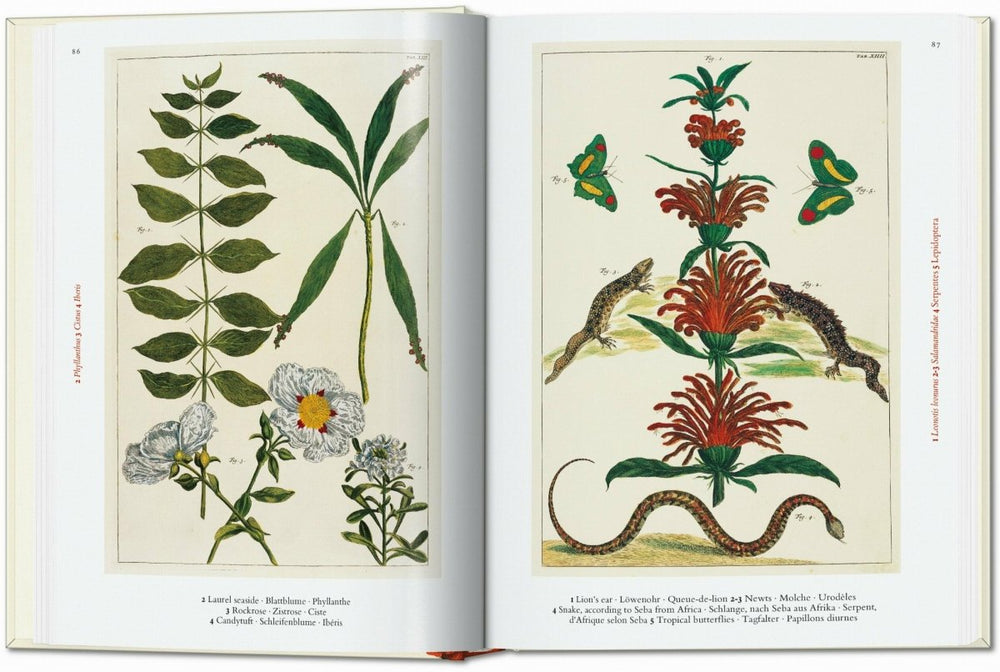 
                      
                        TASCHEN Seba. Cabinet of Natural Curiosities. 40th Ed. (German, French, English) - lily & onyx
                      
                    