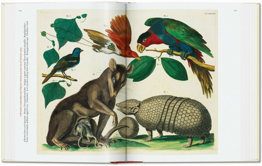 
                      
                        TASCHEN Seba. Cabinet of Natural Curiosities. 40th Ed. (German, French, English) - lily & onyx
                      
                    