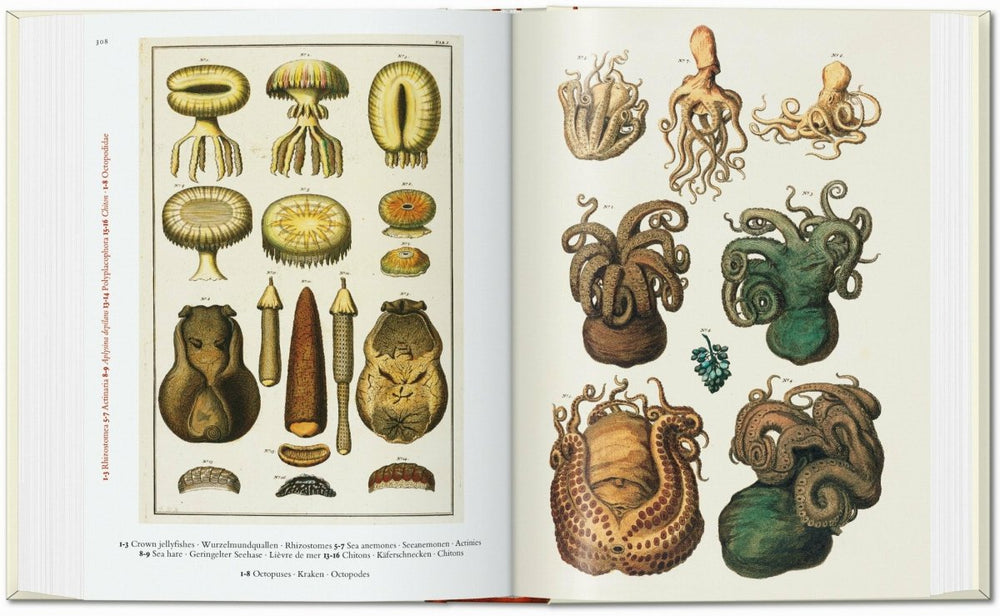 
                      
                        TASCHEN Seba. Cabinet of Natural Curiosities. 40th Ed. (German, French, English) - lily & onyx
                      
                    