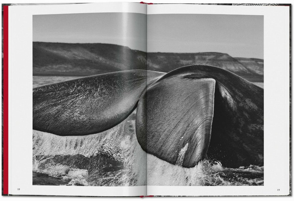 
                      
                        TASCHEN Sebastião Salgado. Genesis (English) - lily & onyx
                      
                    