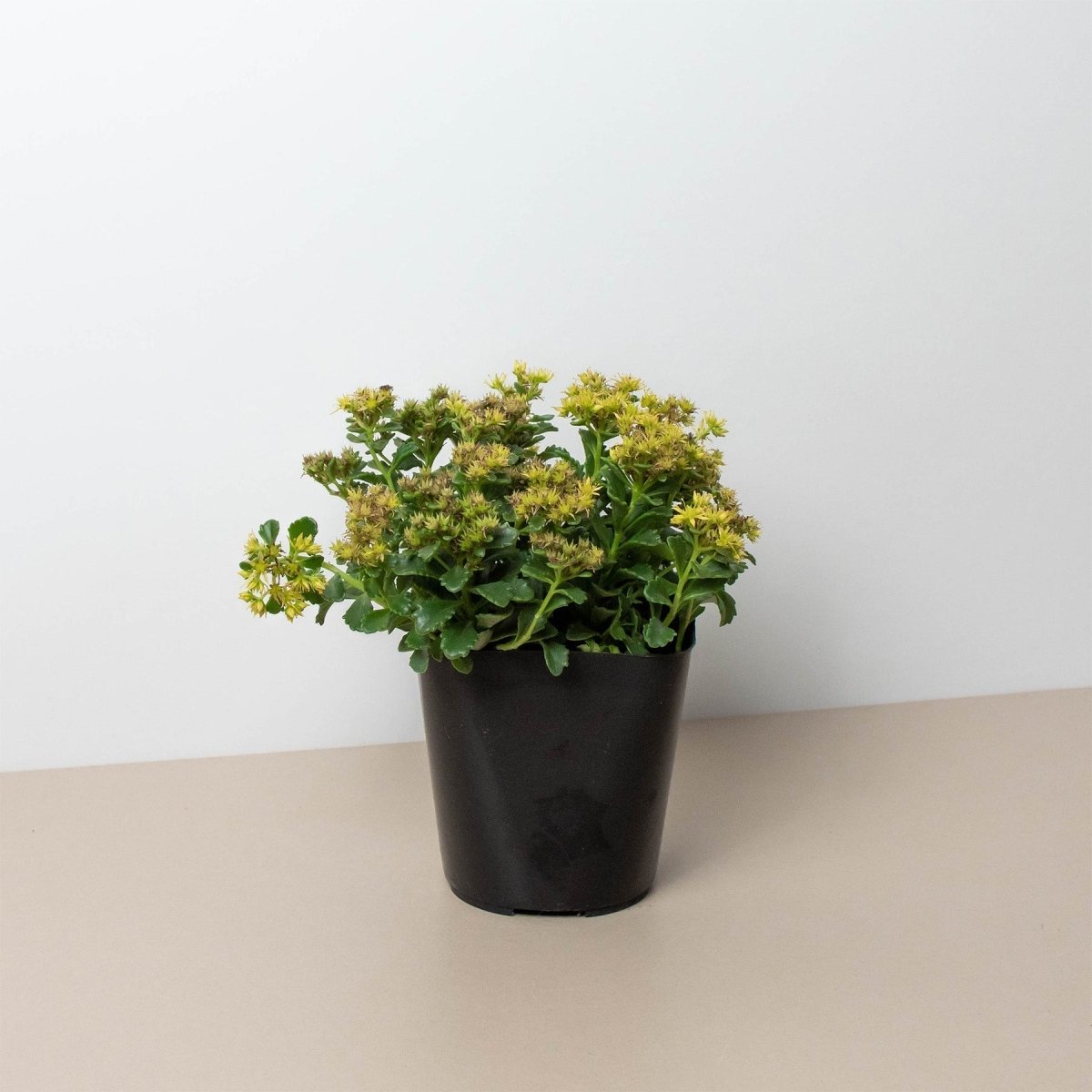 lily & onyx Sedum Little Miss Sunshine Houseplant