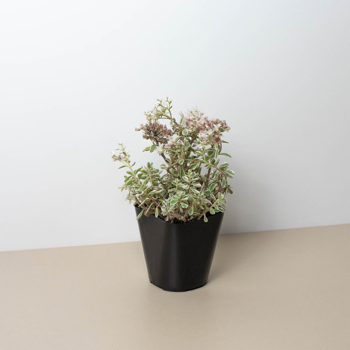 lily & onyx Sedum Tricolor Houseplant