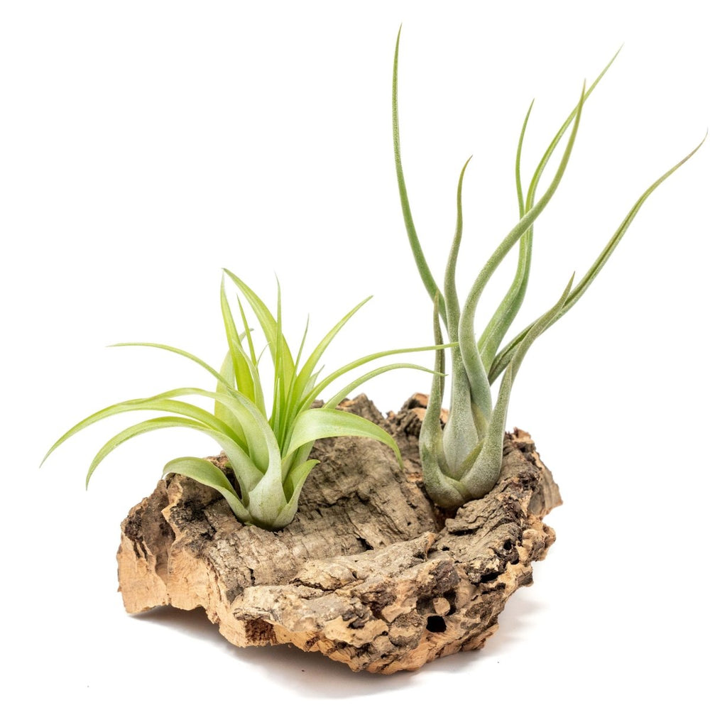 Air Plant Supply Co. Small Tabletop Cork Bark Display with 2 Tillandsia Air Plants - lily & onyx