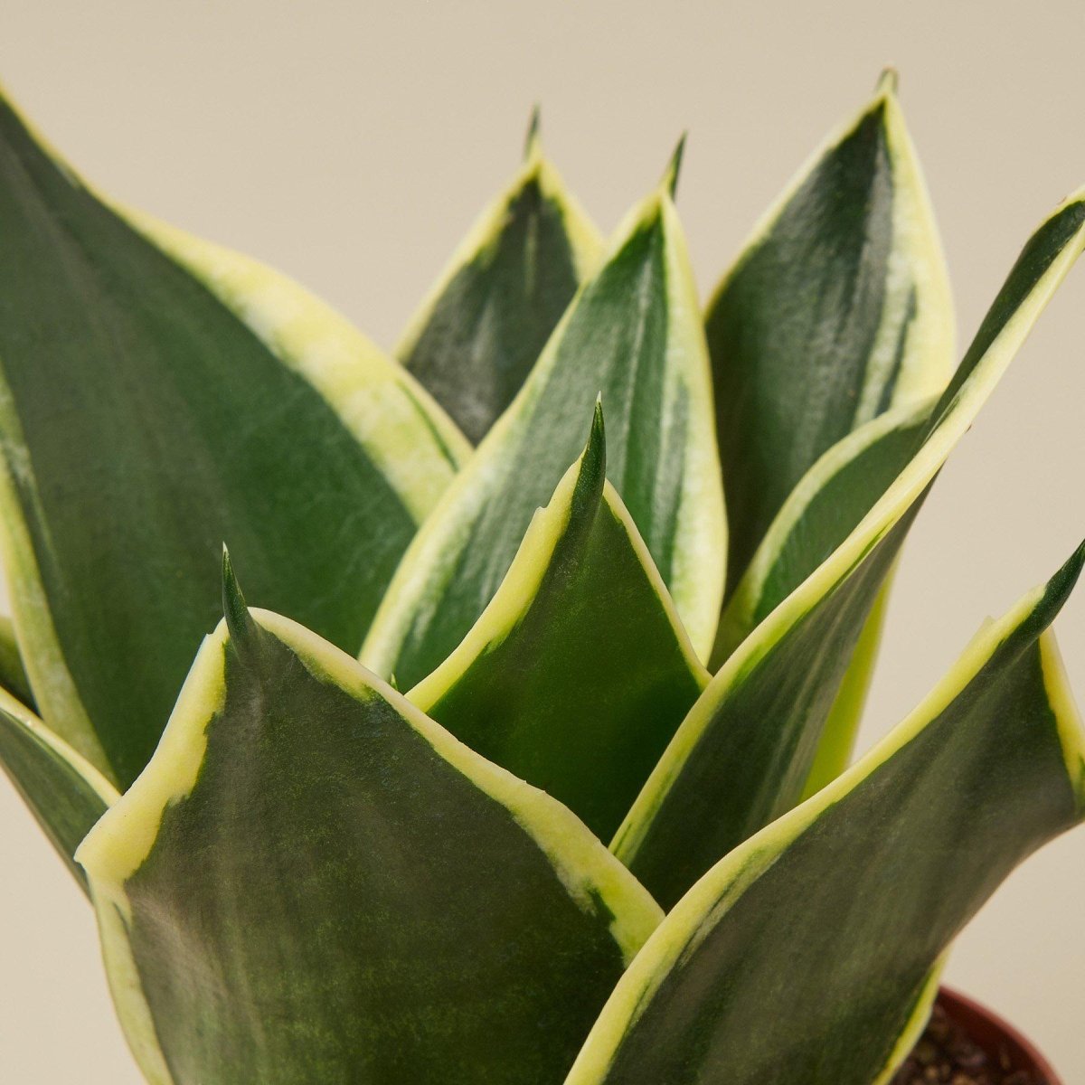 lily & onyx Snake Plant 'Black Gold' Houseplant