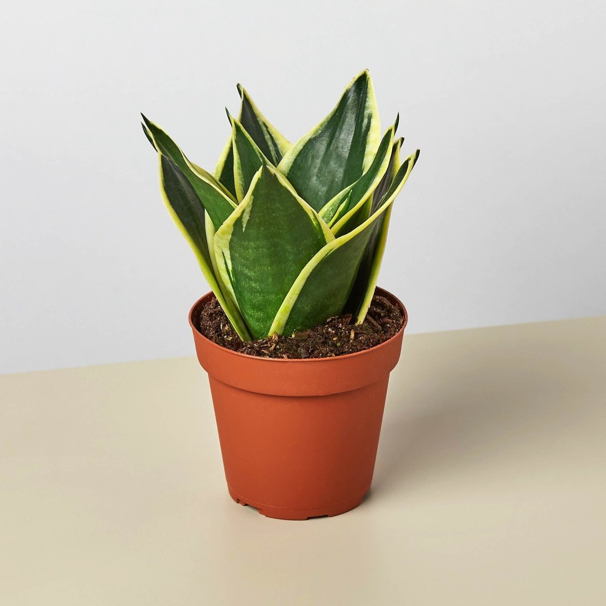 lily & onyx Snake Plant 'Black Gold' Houseplant