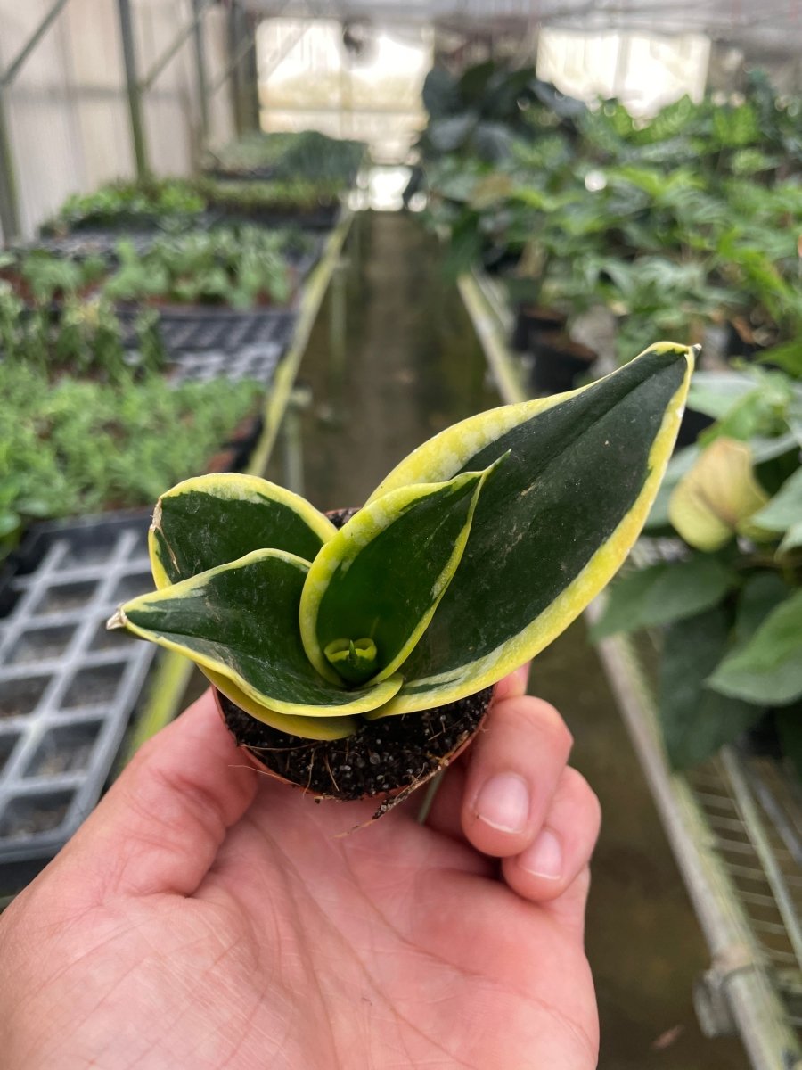 snake lily plant Snake Plant 'Black Gold' 4" Pot