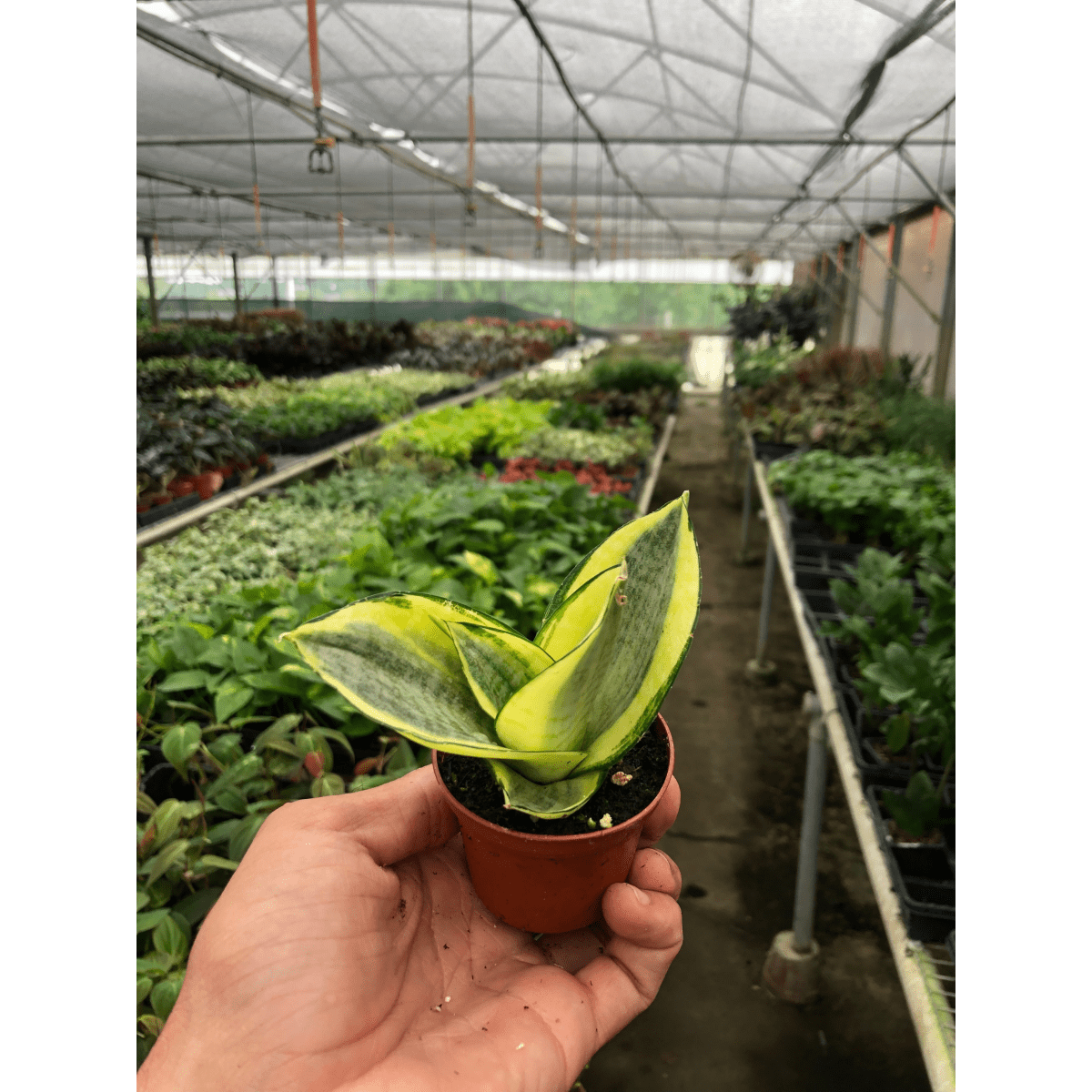 gold hahnii snake plant Snake Plant 'Gold Hahnii' 4" Pot