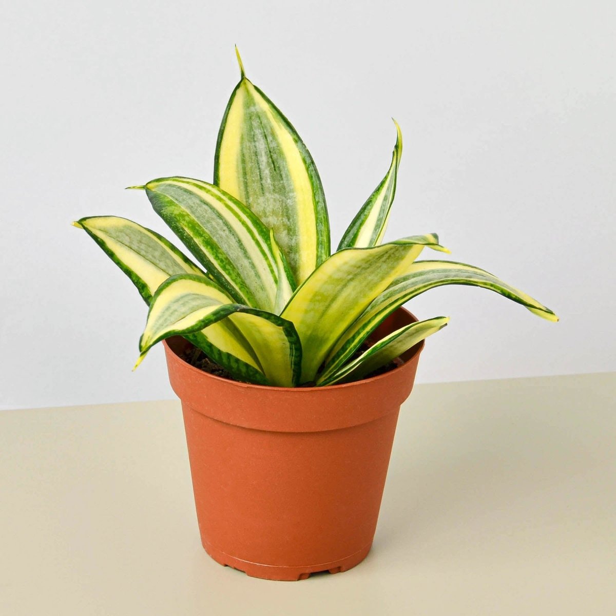 lily & onyx Snake Plant 'Gold Hahnii' Houseplant