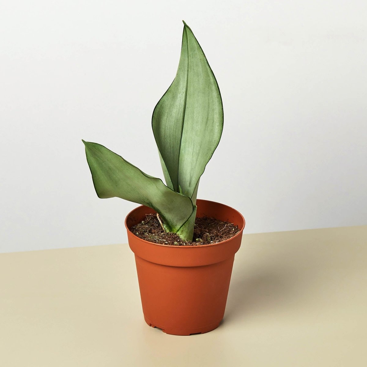 lily & onyx Snake Plant 'Moonshine' Houseplant