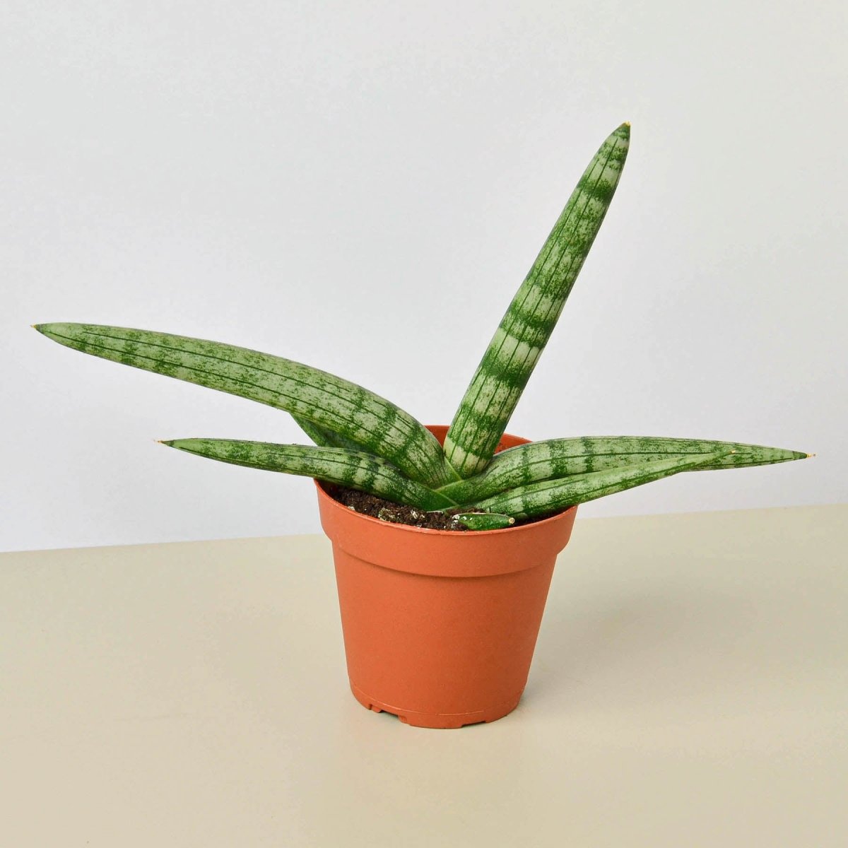 lily & onyx Snake Plant 'Starfish' Houseplant