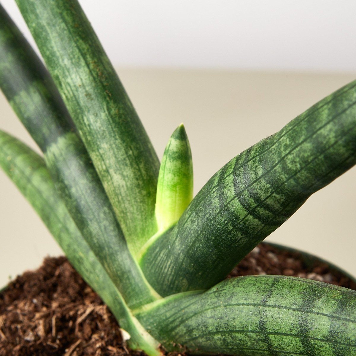 lily & onyx Snake Plant 'Starfish' Houseplant