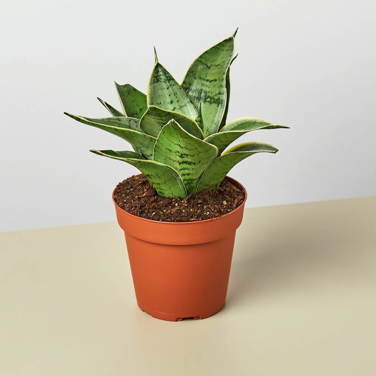 lily & onyx Snake Plant 'Starlight' Houseplant