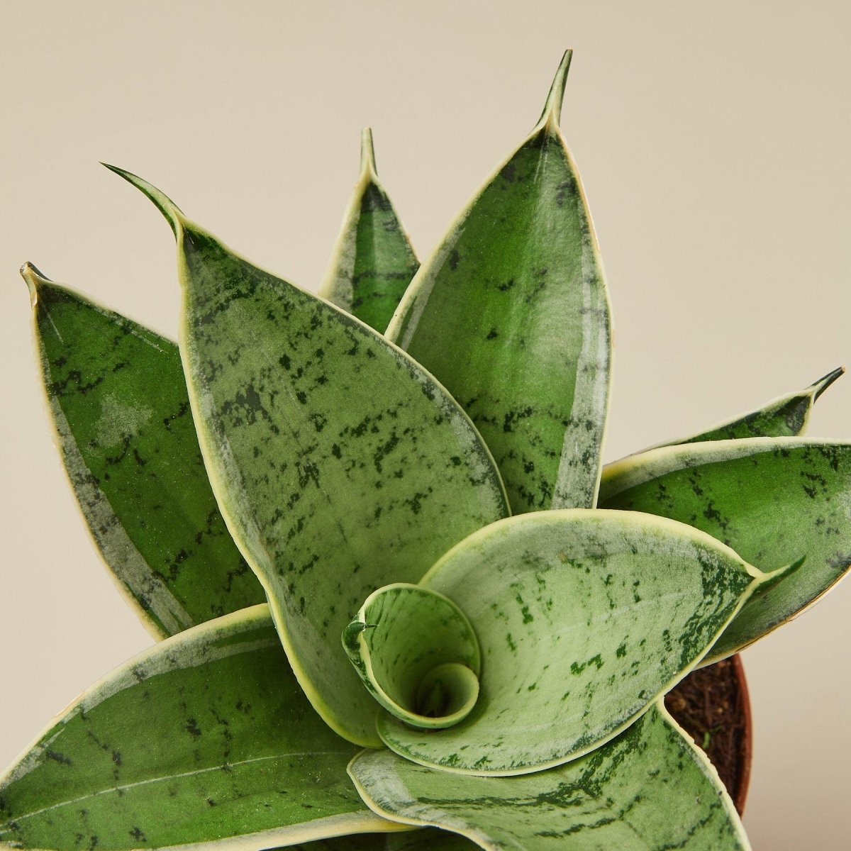 lily & onyx Snake Plant 'Starlight' Houseplant