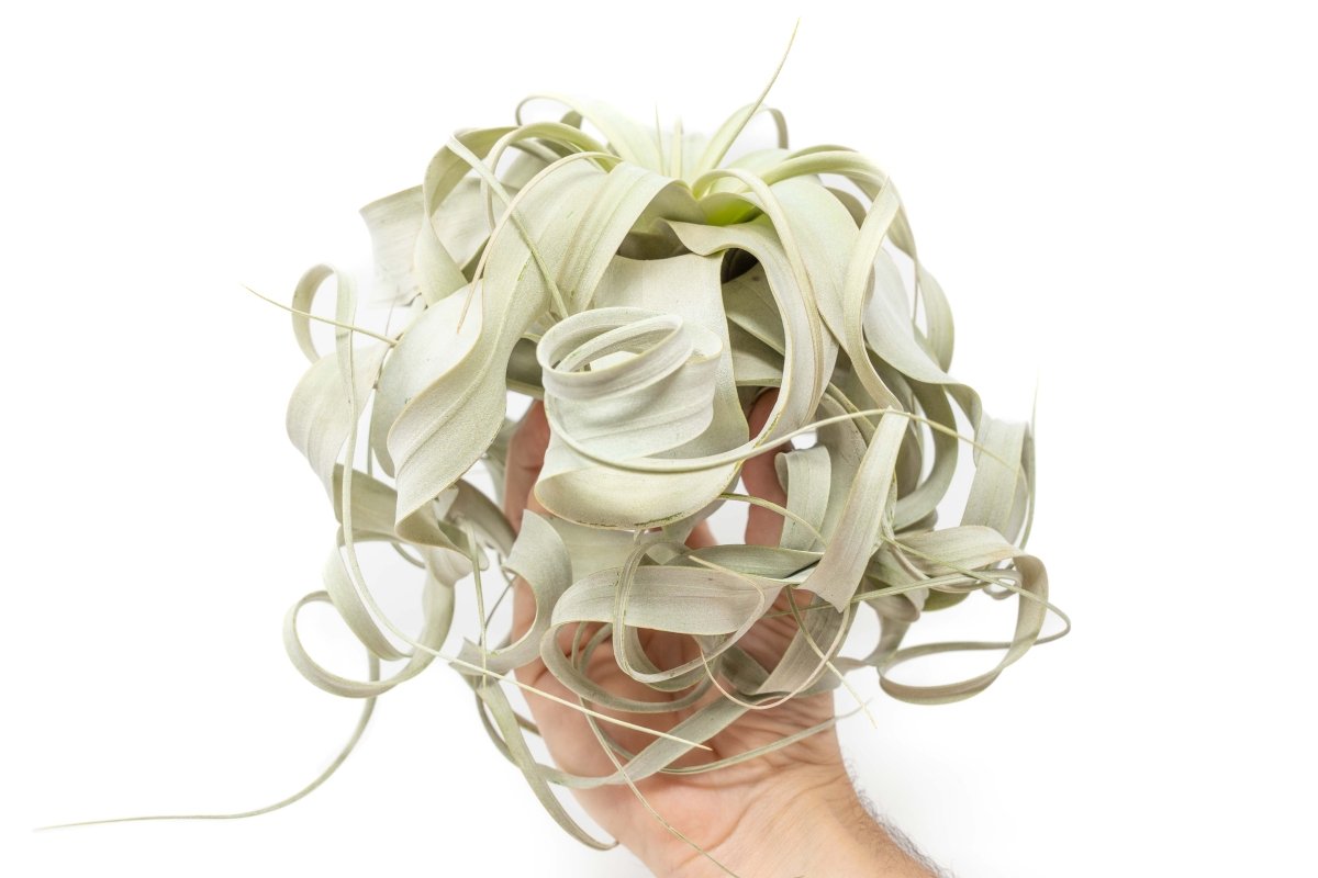 Air Plant Supply Co. Special Curly Tillandsia Xerographica, 7 - 8 Inches Wide - lily & onyx