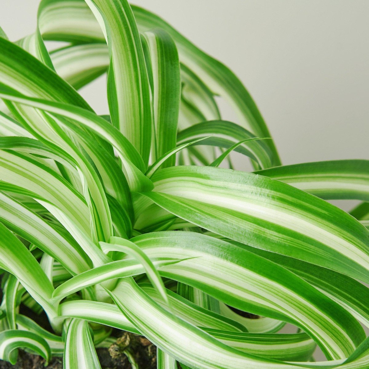 lily & onyx Spider Plant 'Bonnie' Houseplant